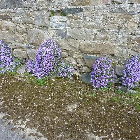 Tatil Evi Castlehamilton And Activity Centre Cavan